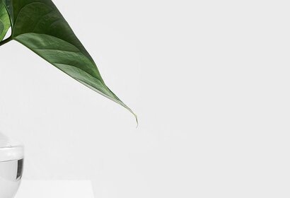Quelle plante prendre pour mieux dormir ?